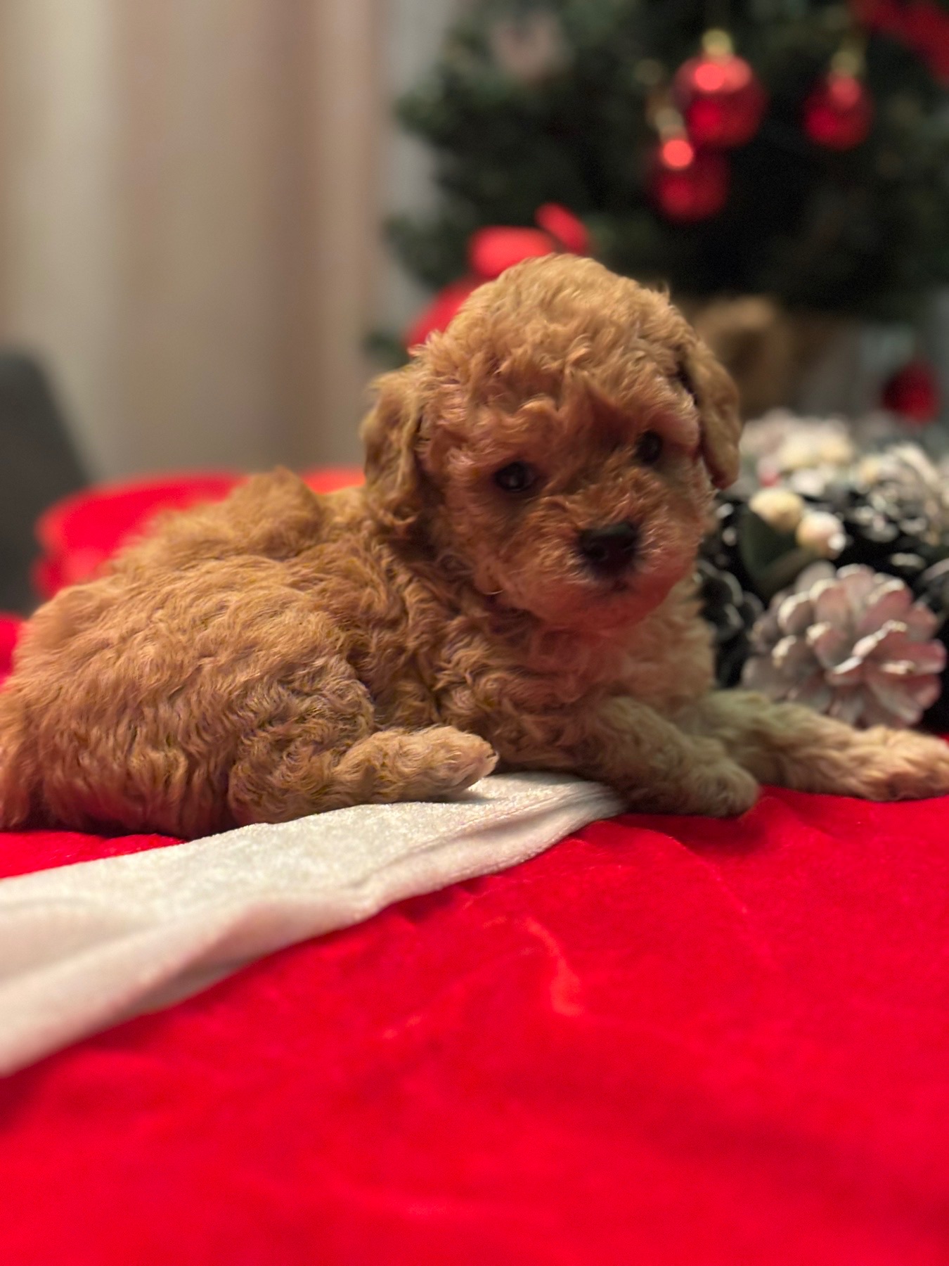 Щенки той пуделя