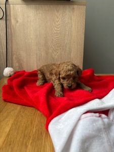 Щенки той пуделя