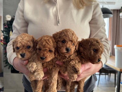 Щенки той пуделя