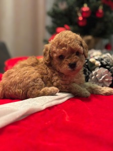 Щенки той пуделя