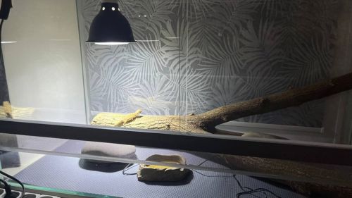 Бородата Агама