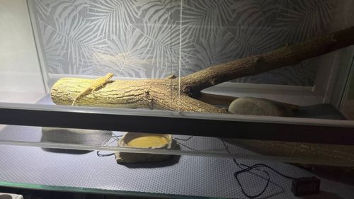 Бородата Агама