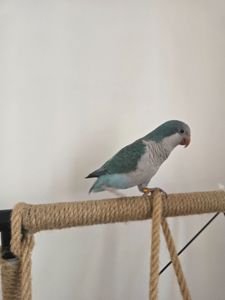 Каліта Монах