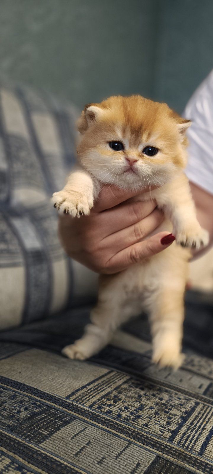 Кошенята Золотиста британська шиншила