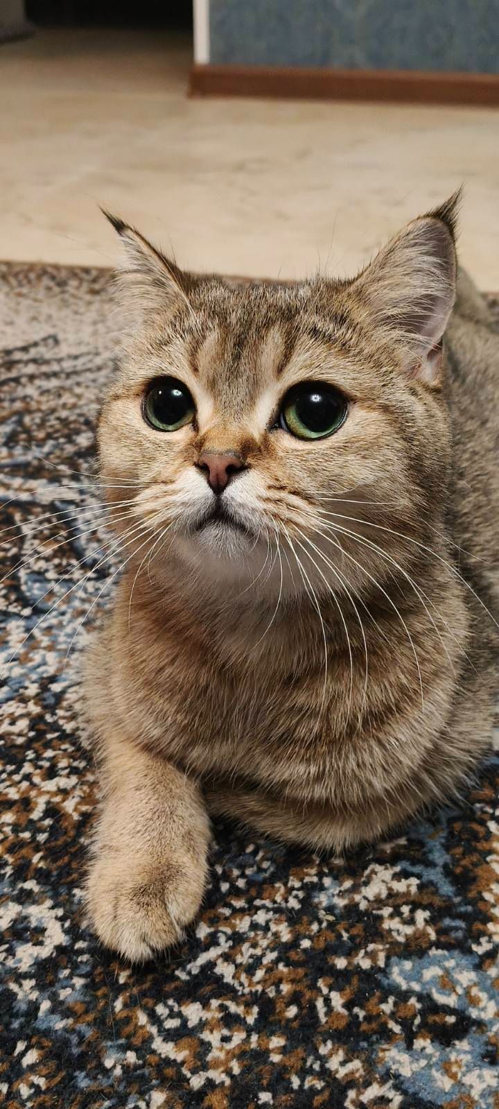 Кошенята Золотиста британська шиншила