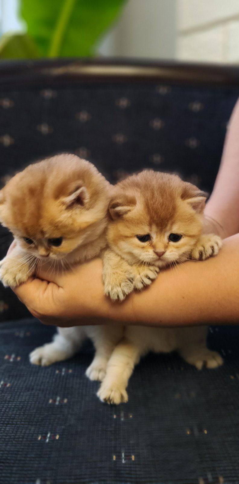 Кошенята Золотиста британська шиншила