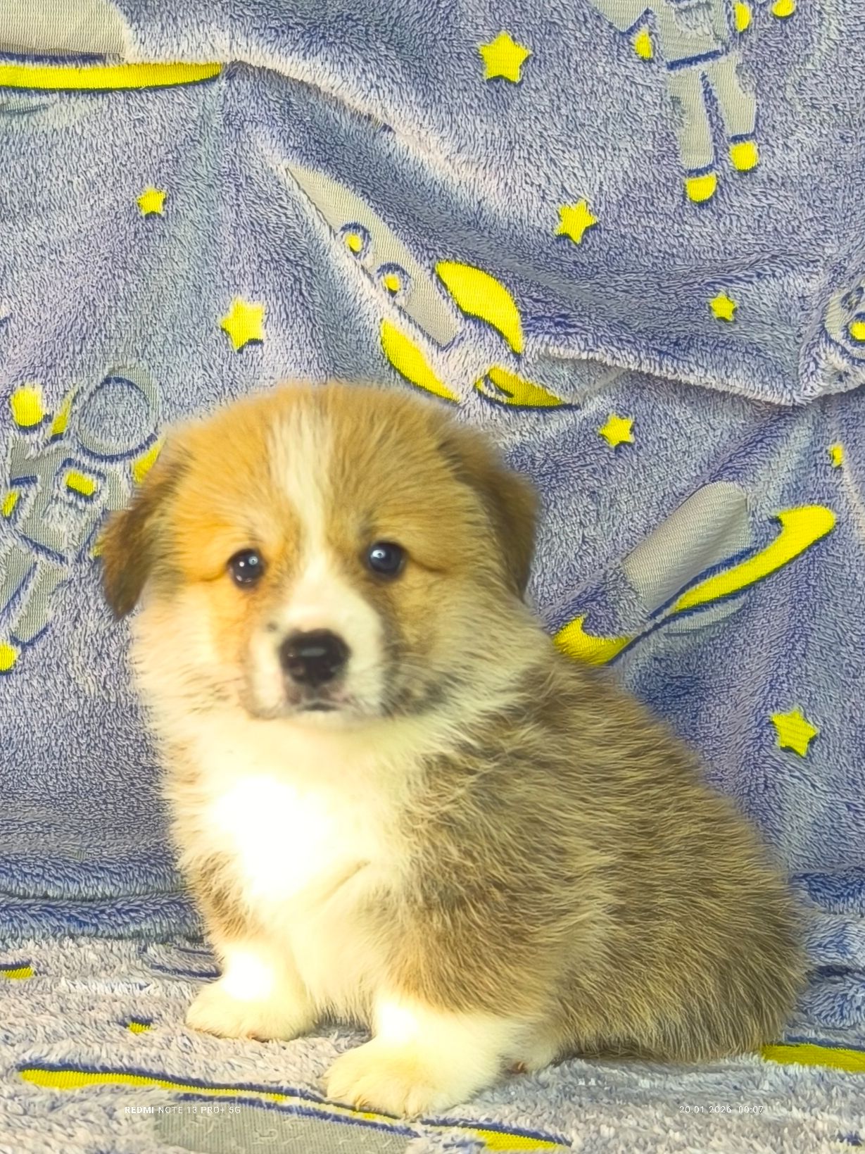 Бронювання найкращих цуценят вельш коргі пемброк