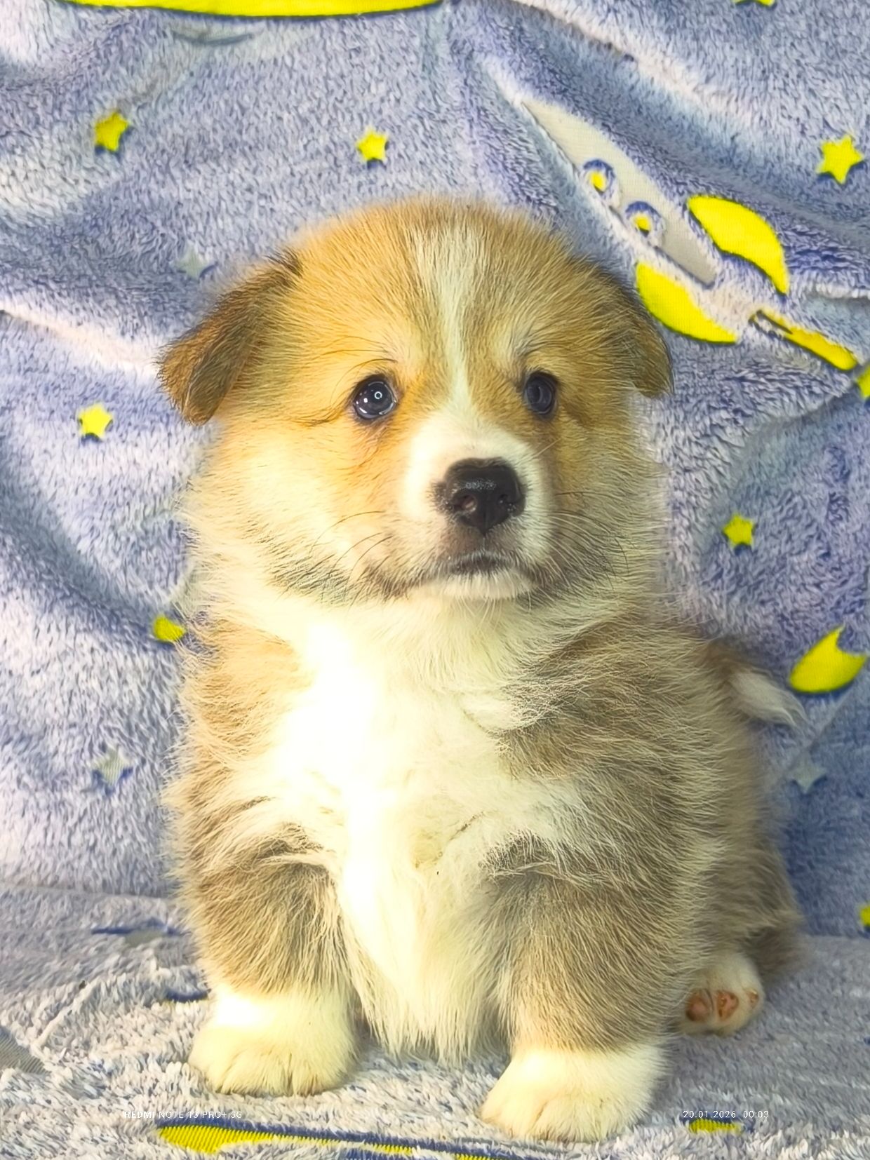 Бронювання найкращих цуценят вельш коргі пемброк