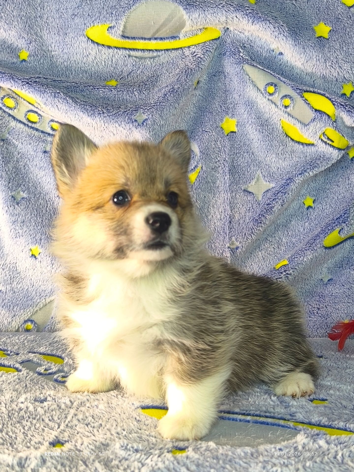 Бронювання найкращих цуценят вельш коргі пемброк