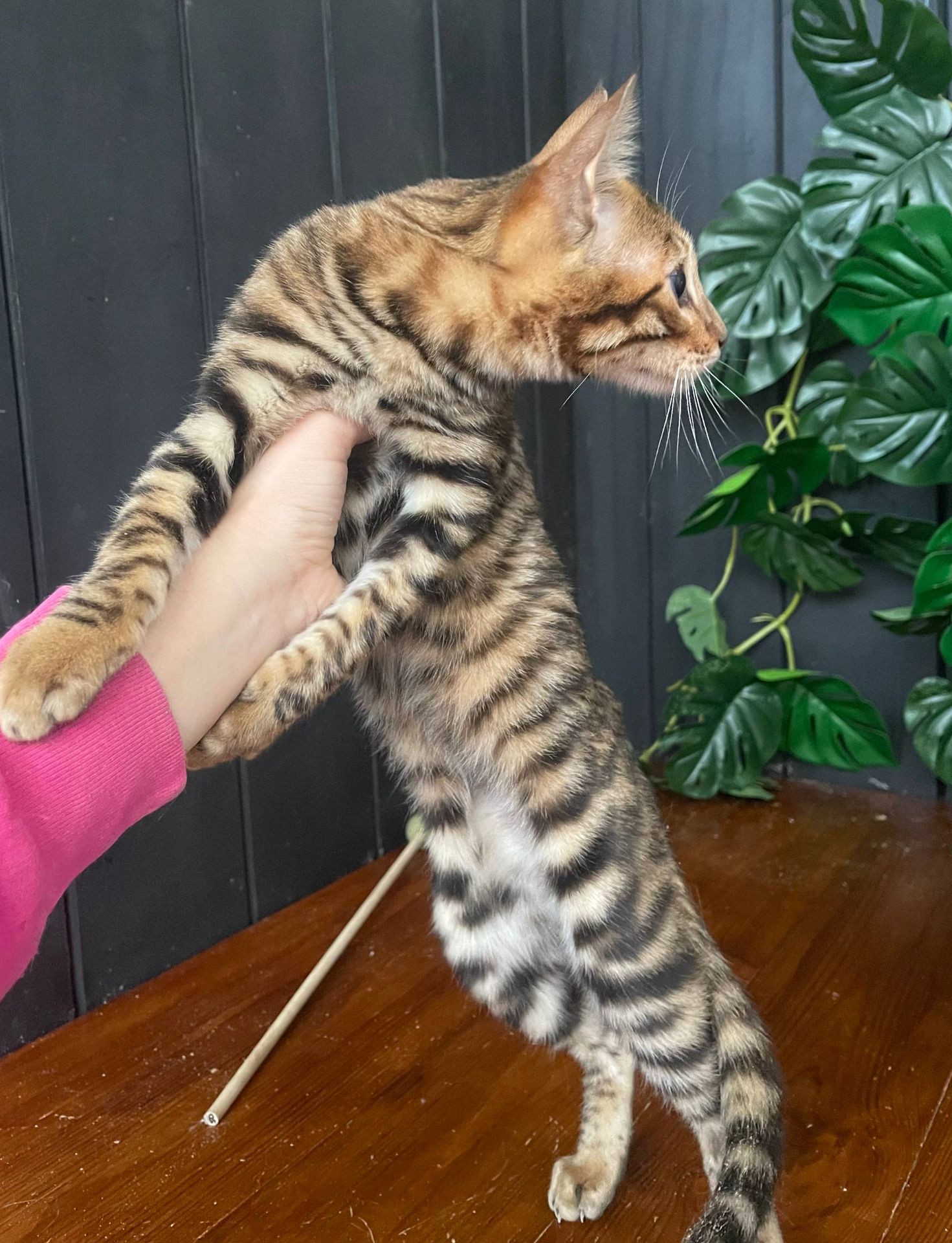 Дівчина породи Тойгер - Інді