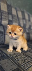 Кошенята Золотиста британська шиншила