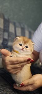 Кошенята Золотиста британська шиншила