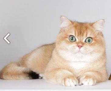 Кошенята Золотиста британська шиншила