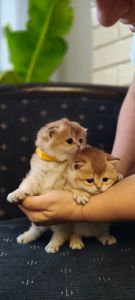 Кошенята Золотиста британська шиншила