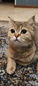 Кошенята Золотиста британська шиншила