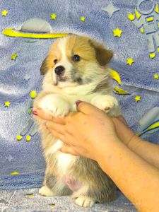 Бронювання найкращих цуценят вельш коргі пемброк