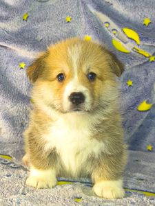 Бронювання найкращих цуценят вельш коргі пемброк