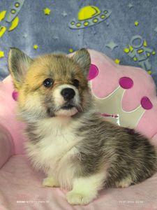 Бронювання найкращих цуценят вельш коргі пемброк