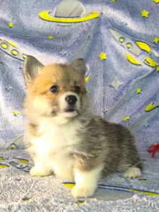 Бронювання найкращих цуценят вельш коргі пемброк