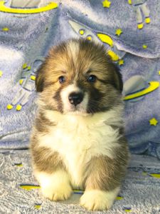 Бронювання найкращих цуценят вельш коргі пемброк