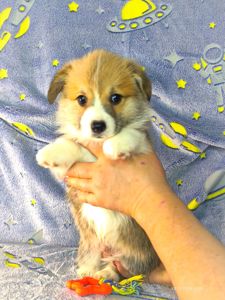 Бронювання найкращих цуценят вельш коргі пемброк