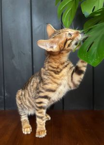 Котик породи Тойгер -Квілон