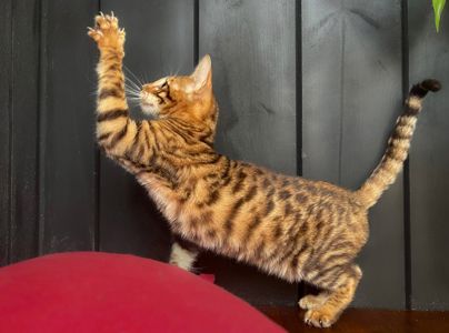 Котик породи Тойгер -Квілон