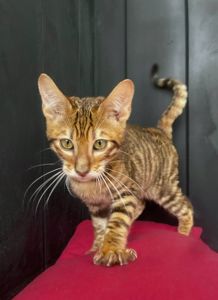 Котик породи Тойгер -Квілон