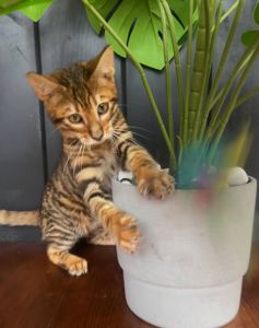 Котик породи Тойгер -Квілон