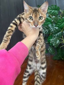 Дівчина породи Тойгер - Інді