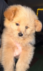 Щенок помапу