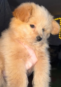 Щенок помапу