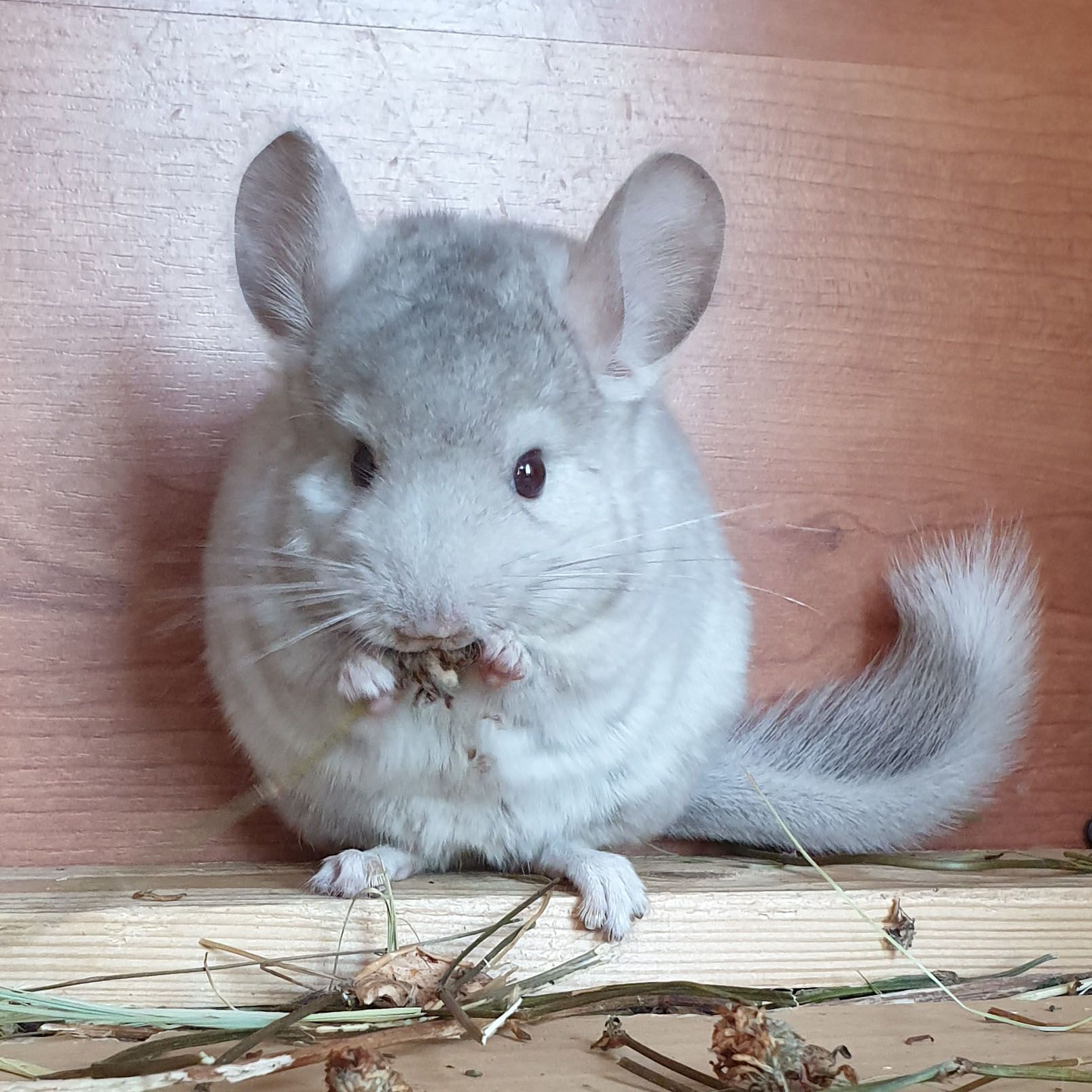 Маленькая самочка шиншиллы Бежевая носительница ангоры и фиолета