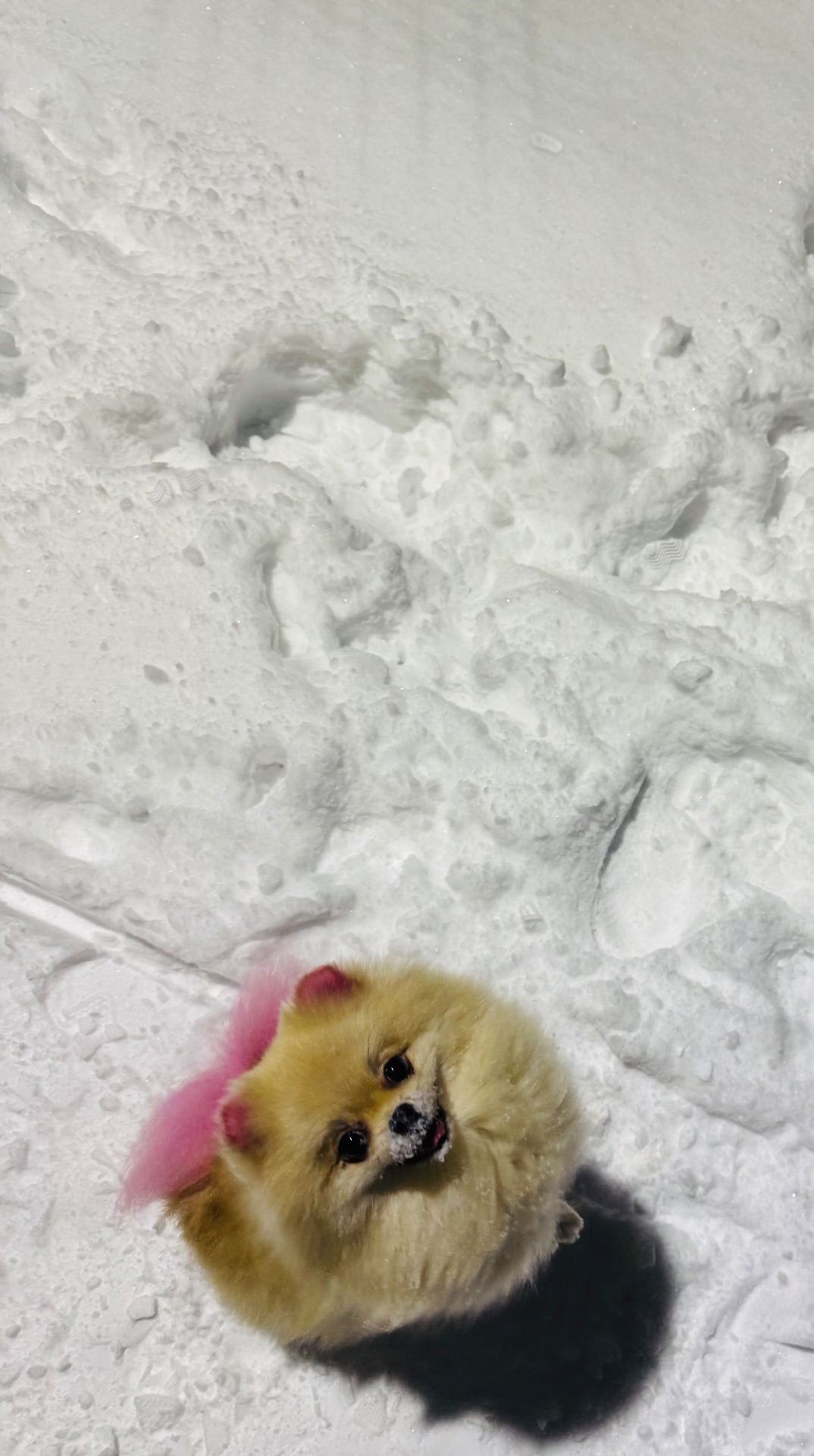 Цуценя померанського шпіца