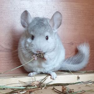 Маленькая самочка шиншиллы Бежевая носительница ангоры и фиолета