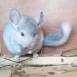 Маленькая самочка шиншиллы Бежевая носительница ангоры и фиолета