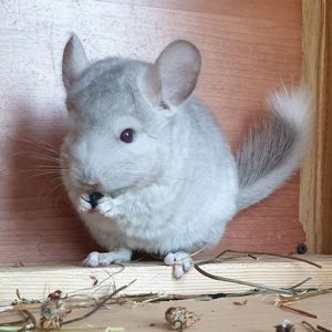 Маленькая самочка шиншиллы Бежевая носительница ангоры и фиолета