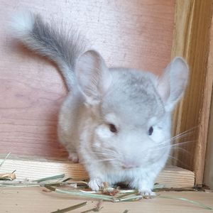 Маленькая самочка шиншиллы Бежевая носительница ангоры и фиолета