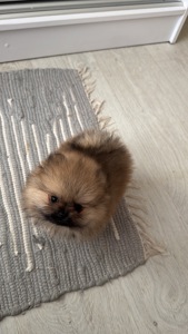 Цуценя померанського шпіца