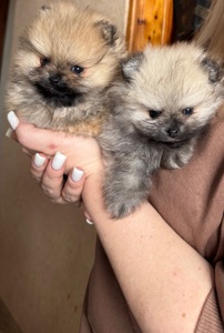 Цуценя померанського шпіца