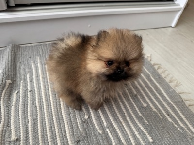 Цуценя померанського шпіца