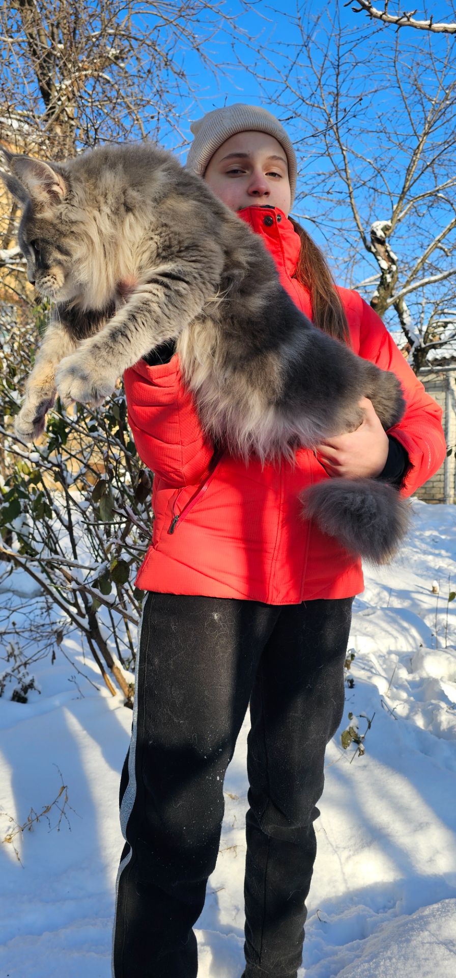 Мальчик в голубом окрасе мейн кун