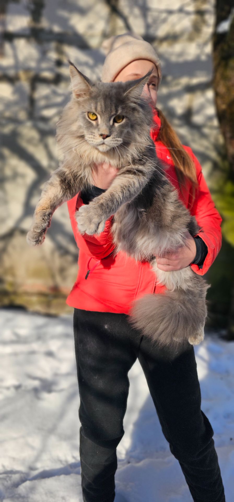 Мальчик в голубом окрасе мейн кун