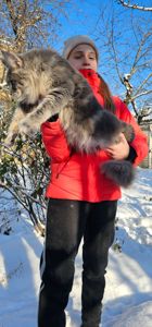 Мальчик в голубом окрасе мейн кун