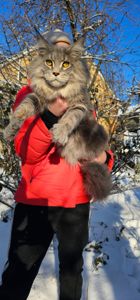 Мальчик в голубом окрасе мейн кун