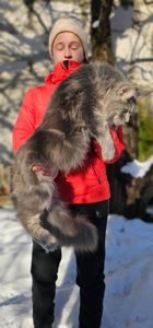 Мальчик в голубом окрасе мейн кун