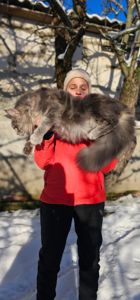 Мальчик в голубом окрасе мейн кун