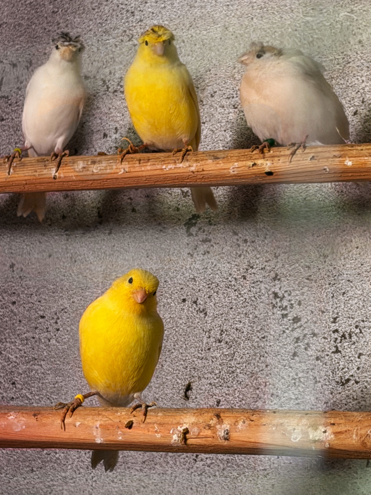 Канарейки овсяного напева