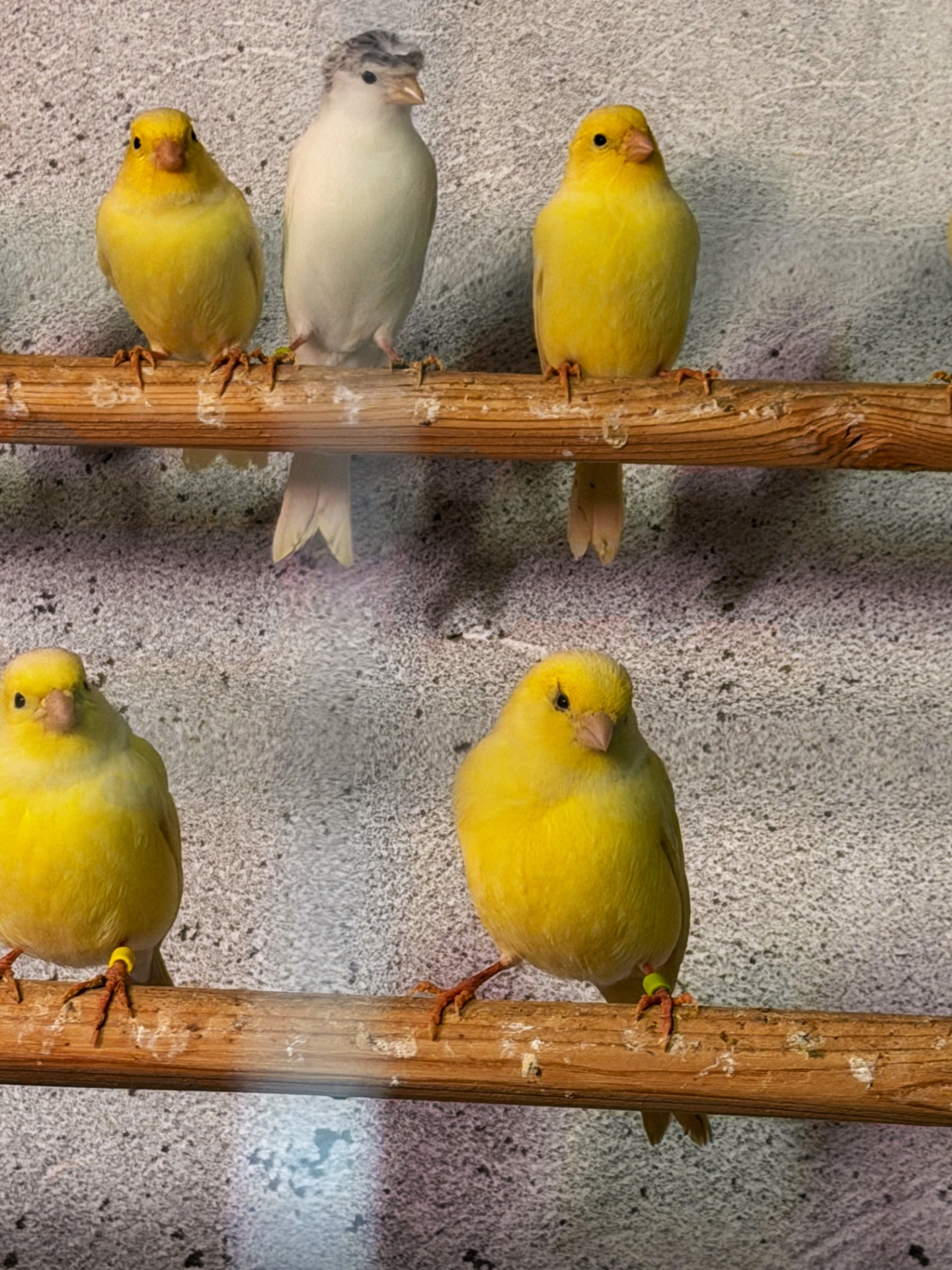 Канарейки овсяного напева