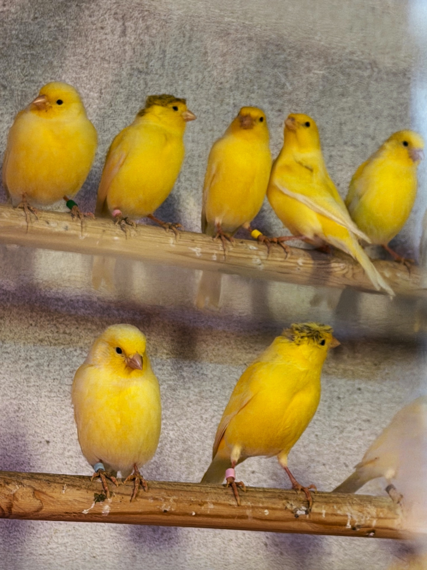 Канарейки овсяного напева